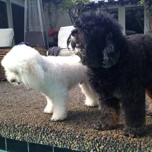 Meet your Posher, Vincent